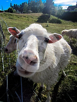 Closeup of sheep