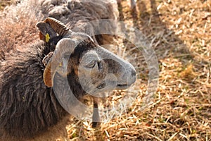 Closeup of a sheep. Herd of sheep on the meadow in spring