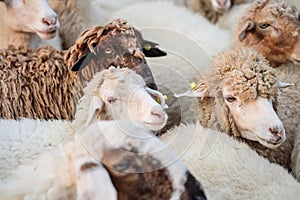 Closeup sheep wait for food from tourist in farm background