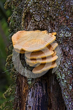 Shelf or Bracket Fungi, Laetiporus Sulphureus Mushroom photo