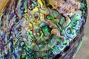 close-up of shell called abalone iris