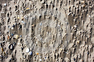 Closeup of Shells and sand / Nahaufnahme Muscheln und Sand photo