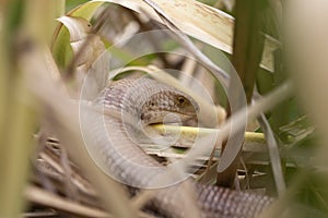 A closeup of the sheltopusik, Pseudopus apodus, also called Pallas' glass lizard