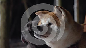 closeup of shiba inu dog breed at night, walking at night