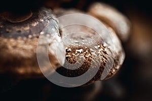 Closeup of shiitake mushrooms or Lentinula edodes photo