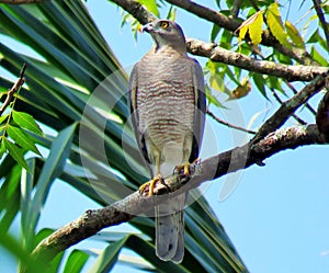 Closeup of Shikra Sparrow Hawk, female bird,