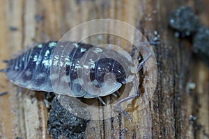 Closeup on a a shiny woodlouse, Oniscus asellus sitting on wood