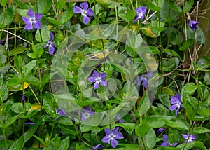 Closeup sho of purple periwinkles in the garden