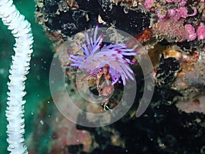 Closeup sho of soft coral on rocks under the sea