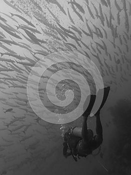 Closeup with shoal of tornado Giant Barracuda Fish during a leisure dive in Barracuda Point, Sipadan Island, Tawau, Sabah. photo