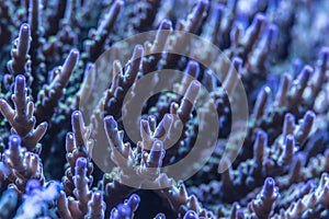 Closeup shoot of acropora sps stony hard corals