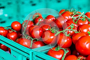 A closeup shoot to some tomatoes in a green crate - red color of tomates are very bright