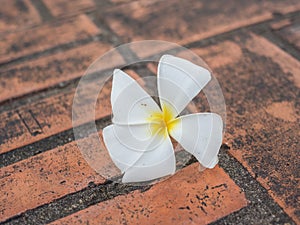 Closeup Shorea robusta flower on red bricks floor