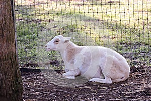 Closeup of a shorn sheep having a rest lying by the wire mesh fence