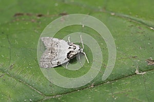 Closeup on the Short-cloaked Moth, Nola cucullatella sitting on a green leaf photo
