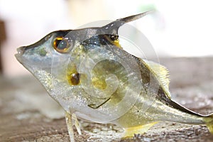 Closeup of a short-nosed tripod fish (Triacanthus biaculeatus)