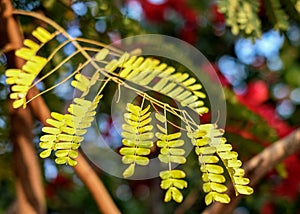 Closeup shot of Acacia & x28;wattles& x29;. Autumn in Gurugram, Haryana, India