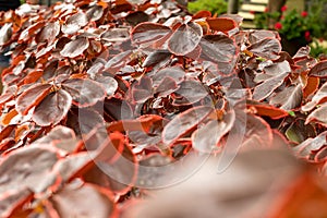 Closeup shot of Acalypha Obovata red leaves in a garden