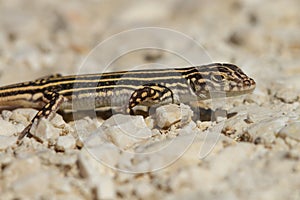 Closeup shot of an Acanthodactylus erythrurus lizard in Spain