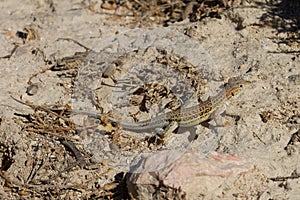 Closeup shot of an Acanthodactylus erythrurus lizard in Spain