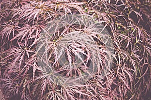 Closeup shot of acer plamatum plants