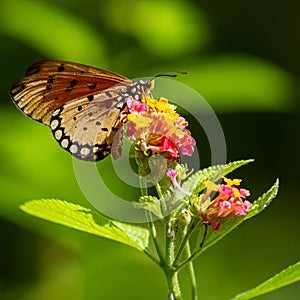 Closeup shot of an acraea violae butterfly on a blossom, in Penang, Malaysia