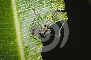 Closeup shot of an Acromyrmex crassispinus ant perched on a leaf
