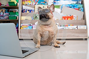 Closeup shot of an adorable brown French Bulldog in glasses sitting near a laptop and working