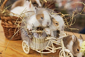 Closeup shot of adorable bunnie in a woven basket