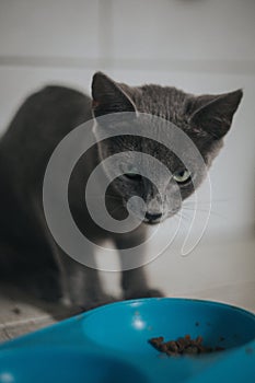 Closeup shot of an adorable cat eating catfood
