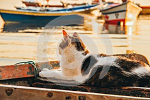 Closeup shot of an adorable cat sitting in an old rusty boat under the sunshine