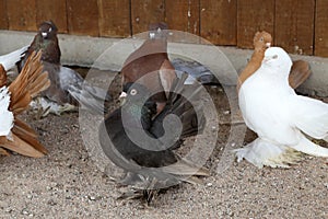 Closeup shot of adorable decorative pigeons in a cage