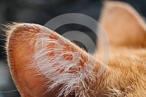 Closeup shot of an adorable fluffy cat ear