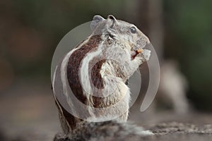 Closeup shot of an adorable gray chipmunk eating while standing on hind legs