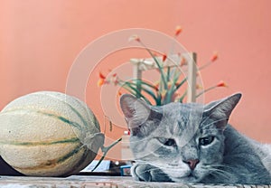 Closeup shot of an adorable gray kitten laying on a surface with a canteloupe