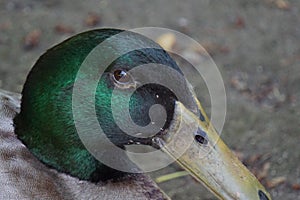 Closeup shot of an adorable green-headed mallard duck - wildlife