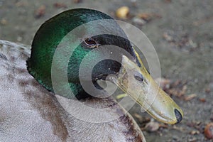 Closeup shot of an adorable green-headed mallard duck - wildlife