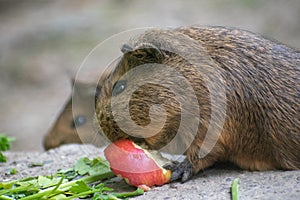 Closeup shot of an adorable guinea pig eating an apple