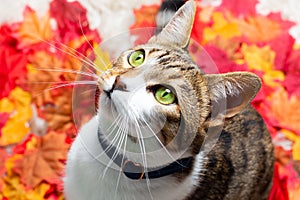 Closeup shot of an adorable tabby cat with bright green eyes