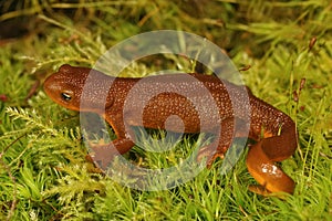 Closeup shot of an adult female Rough-Skinned Newt, Taricha granulosa on green moss