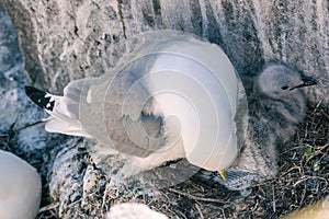 Closeup shot of an adult Kittiwake with its chicks in the nest in Farne Islands