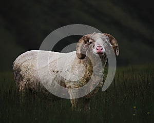 Closeup shot of an adult wooly bighorn sheep in a field looking towards the camera