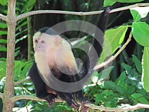 Closeup shot of Affe in Costa Rica photo