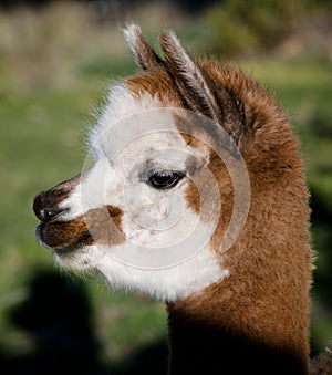 Closeup shot of an affectionate brown alpaca with a white face on an isolated background