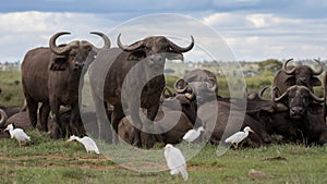 Closeup shot of an African cape buffalo herd sitting and having rest with white herons around