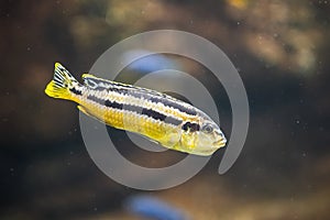 Closeup shot of an African cichlid fish swimming underwater in Malawi Lake