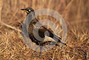 Closeup shot of an African pied starling on the ground covered in dry grass under the sunlight