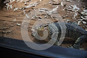 Closeup shot of an agamid lizard