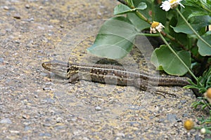 Closeup shot of an agamid lizard on the ground next to the flowers in the garden