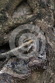 Closeup shot of an Agamid lizard on a tree trunk